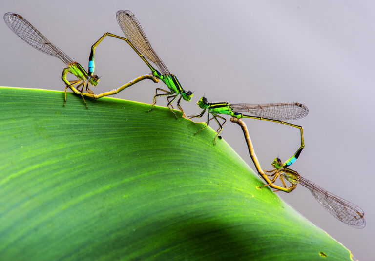 Hu Senrong - b0cbfb3688f1dd0b9349c0dd9f12f53永结同心